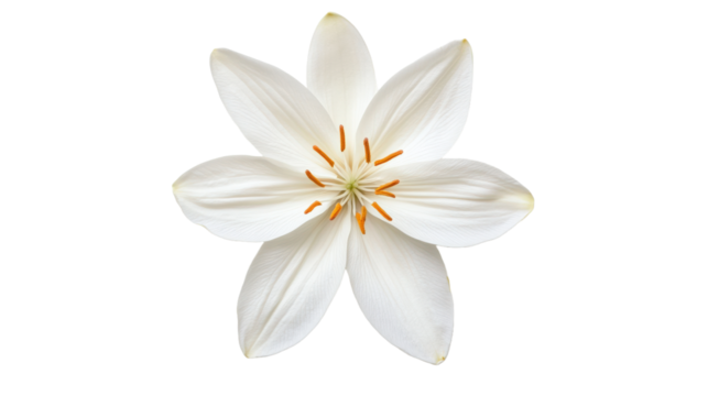 Professional data scientist analyzing gigapixel images in nature calm environment focused viewpoint