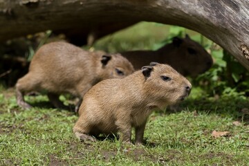 capybara