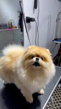 dog in a veterinary clinic. Spitz dog serves and barks on the table in a grooming salon