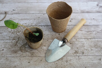 transplanting rhubarb grown from seed in a recyclable seedbed, rhubarb ready for planting