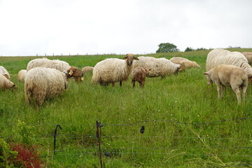 Obraz premium flock of sheep eating in green meadow, sheep with wool before shearing