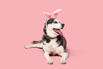 Cute Husky dog with bunny ears on pink background. Easter celebration