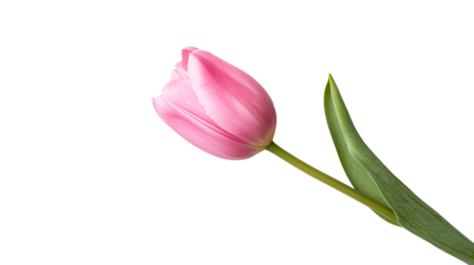 Elegant pink tulip blossom and foliage, isolated on black, cut out transparent