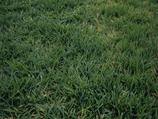 Obraz premium Lush green grass covering the ground surface.