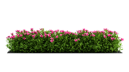 Blooming hedge with pink flowers, dense greenery, cut out transparent