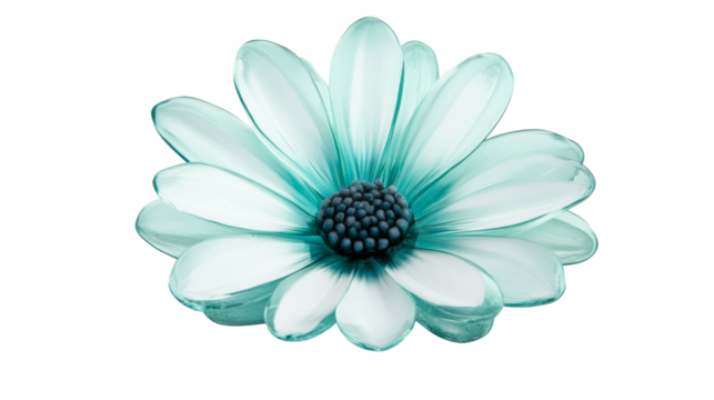 Turquoise daisy with dark center, beauty of spring, bloom, cut out transparent - Powered by Adobe