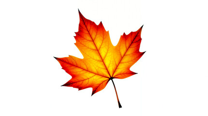 Obraz premium A fiery maple leaf, ablaze with autumn's vibrant hues against a stark white backdrop