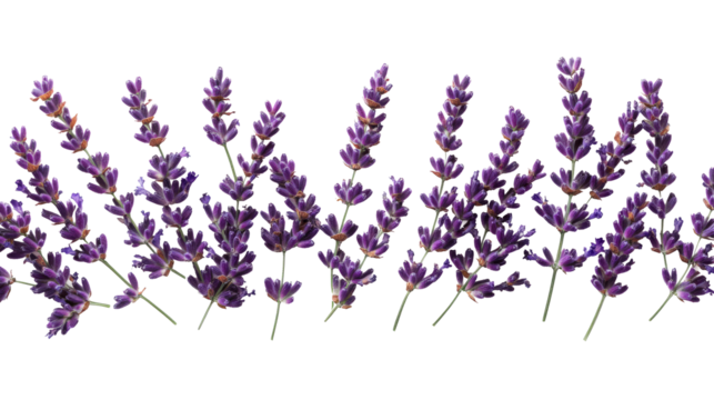 Lavender flower border background, floral design template, cut out transparent