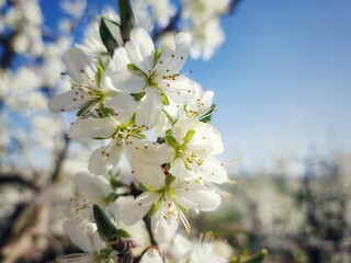 Weiße Blüten im Frühling bei sonnigem Wetter und blauem Himmel