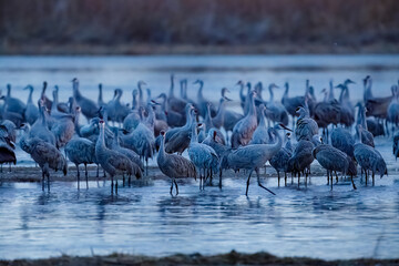 Sandhill cranes at sunrise