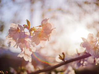 ソメイヨシノの桜の花春の風景　レンズフレア