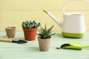 Composition with aloe vera and tools for transplanting on wooden background