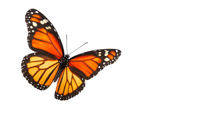 Fototapeta premium Monarch butterfly closeup vibrant wings, cut out transparent