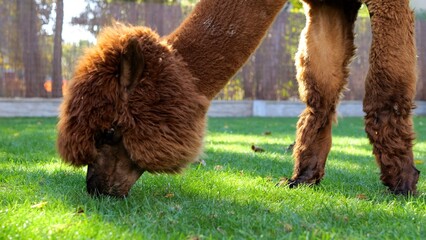 Fototapeta premium Brown alpaca grazing peacefully on vibrant green grass in a sunlit field, savoring a tranquil moment surrounded by nature's beauty and serenity in the countryside