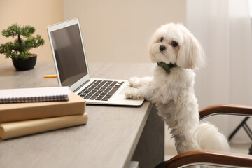 Cute white Bolognese dog in bowtie sitting at workplace with laptop in stylish office