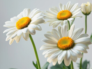 Fototapeta premium A close-up shot showcases three vibrant daisies with bright yellow centers and crisp white petals against a soft gray background highlighting their delicate beauty and natural