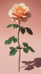 Fototapeta premium A single peach-colored rose stands tall against a soft pink background its stem adorned with thorns and vibrant green leaves casting a gentle shadow.