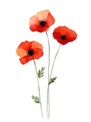 Obraz premium Bright red poppies stand tall with green leaves in a simple design