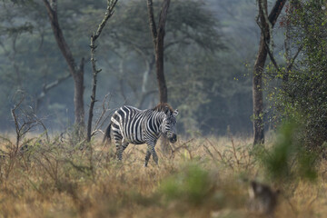 Herd of plains zebras are hiding in the bushes. Zebra in the dry forest. Safari in Lake Mburo national park. 