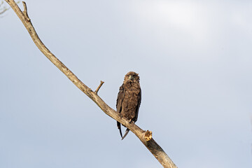 Young bateleur eagles are sitting on the top of the tree. Bateleur in Lake Mburo national park. Eagles with red face on the branch.