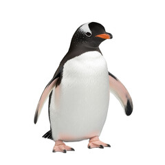 Gentoo penguin standing in a relaxed position with wings by its side, transparent background