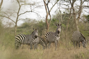 Herd of plains zebras are hiding in the bushes. Zebra in the dry forest. Safari in Lake Mburo national park. 