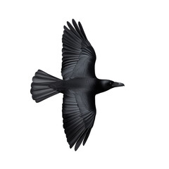 Obraz premium Black crow in flight with wings spread wide, transparent background