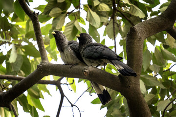 Eastern plantain eaters are hiding in the branches. Crinifer zonurus in the garden. Plantain eaters are sitting in the treetop.