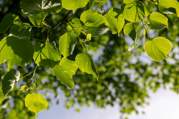 foliage of a linden tree in sunny weather, part of a linden tree with new foliage that grew in spring