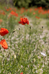 poppies on a background of green grass in summer weather, illuminated by sunlight