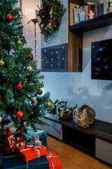 Striped big cat sits on a low locker near the decorated Christmas tree in the room