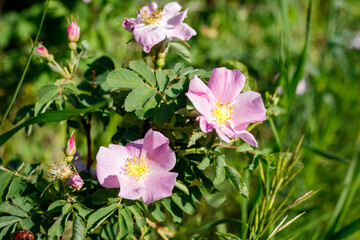 Alberta Wild rose Blossoms in Natural Setting, Calgary AB Canada, Mar 5 2025