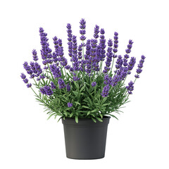 Fototapeta premium 3D Small Indoor Lavender Plant with Vibrant Purple Isolated on Transparent Background