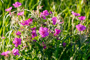 Sticky Purple Geranium Flowers in Lush Green Surroundings, Calgary AB Canada, Mar 5 2025