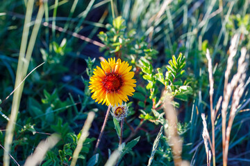 Gaillardia Aristata Wildflower in Natural Habitat, Calgary AB Canada, Mar 5 2025