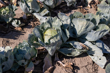 cabbage crop, part of which was damaged by insect caterpillars, closeup