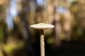 wild mushroom that is not poisonous in the sunny season in the wild forest close up