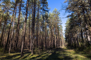 Fototapeta premium Indian summer in the forest in sunny, warm weather, pine forest