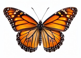 Fototapeta premium Exquisite Monarch Butterfly Wings Detailed Macro Closeup on Isolated White Background