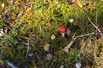 dangerous to life and health red fly agaric in the wild forest in moss and green grass
