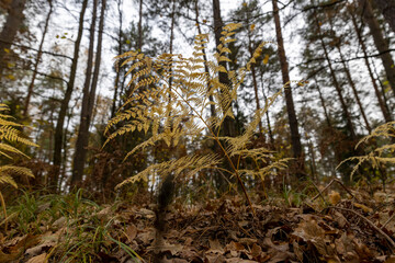 yellow fern bushes in the autumn season during leaf fall, view from below