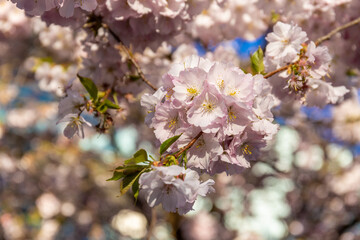 Sakura or cherry blossom flower high resolution photo of trees in Prunus subgenus Cerasus. Sakura pink flowers beautiful ornamental cherry trees Prunus serrulata. Color of blooming cherry in spring