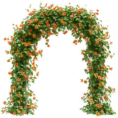 A Dense Honeysuckle Vine with Orange and Yellow Flowers Isolated on Transparent Background