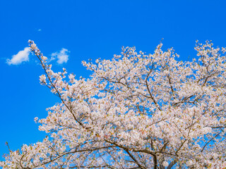 満開のソメイヨシノの桜が咲く春の風景