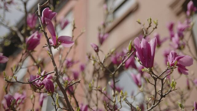 pink fowers flutter in breeze in front of Brooklyn brownstones