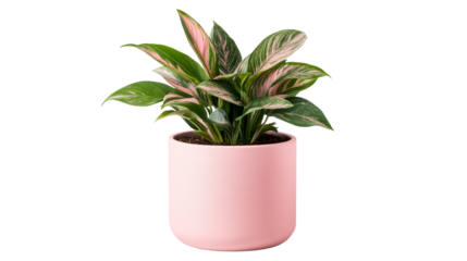 Aglaonema plant in pot with pink foliage, cut out transparent