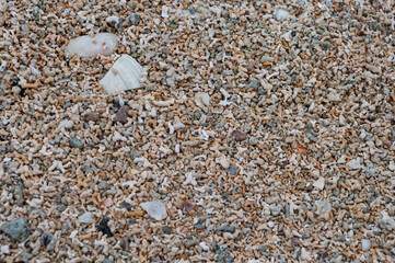 A beach scene with a lot of shells and rocks