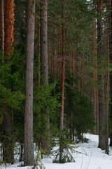 Fototapeta premium Spring forest. Landscapes of taiga trees