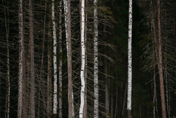 Spring forest. Landscapes of taiga trees