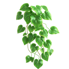3D Ornamental Sweet Potato Vine with Bright Green Leaves Isolated on Transparent Background